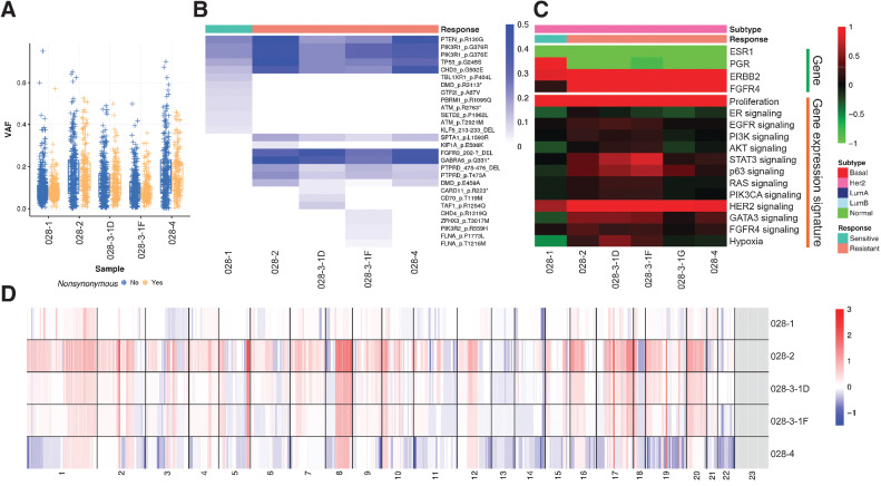 Figure 6. Molecular portraits of a HER2-enriched patient with acquired endocrine resistance. A, Box plots indicating median score and interquartile range of VAF of detected variants stratified by synonymous and nonsynonymous variants. B, Heatmap showing VAF of nonsynonymous variants of Pan-Cancer drivers. C, Heatmap showing gene expression of hormone receptors and key signaling pathways. D, Heatmap showing copy number landscapes of all tumors from the patient.