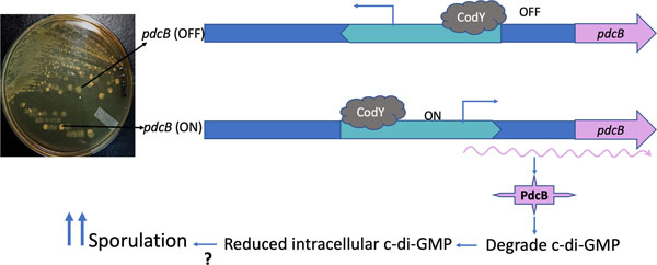 graphic file with name nihms-1775618-f0007.jpg