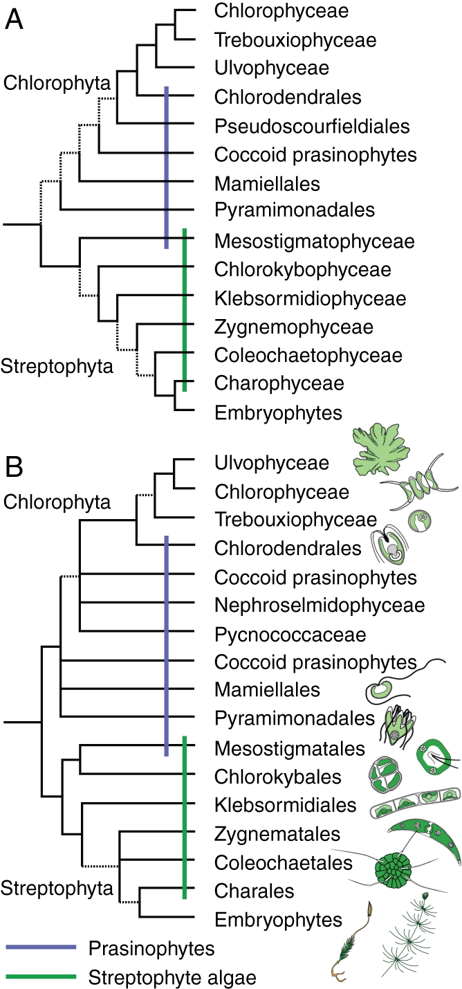 Streptophyte algae and the origin of embryophytes - PMC