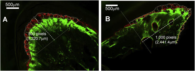 Fig. 4