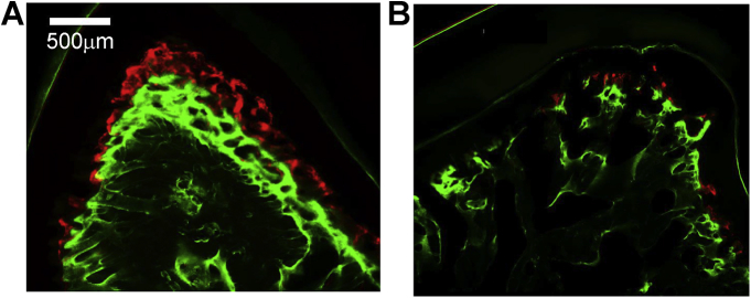 Fig. 8