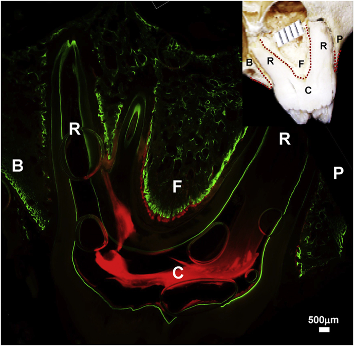 Fig. 2