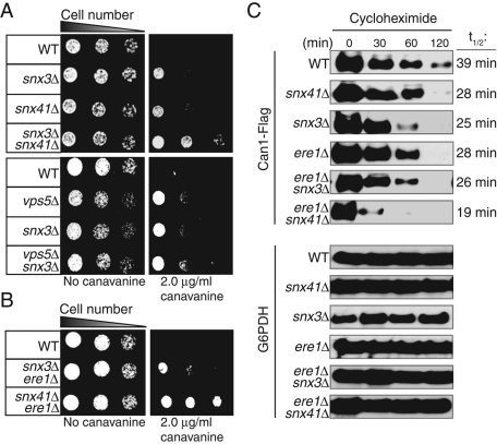 FIGURE 3: