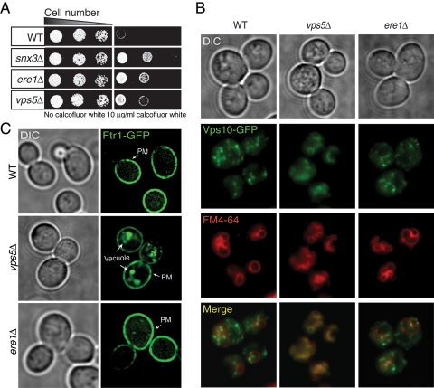 FIGURE 4: