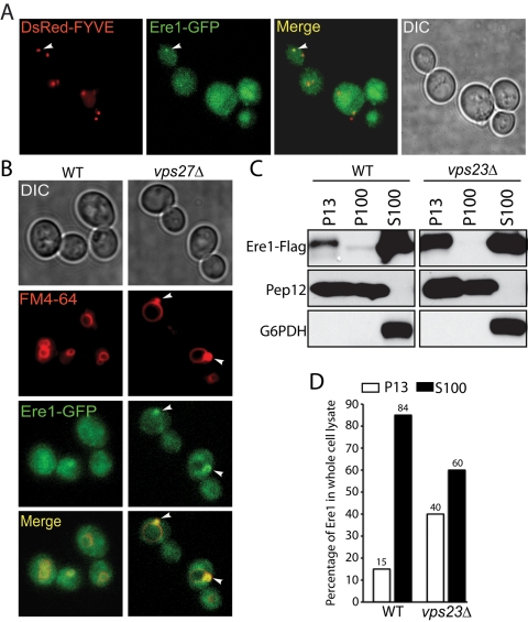 FIGURE 5: