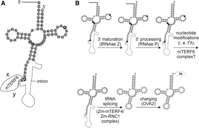 Figure 10.