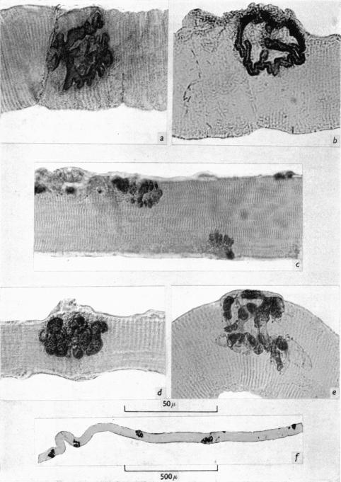 Plate 3