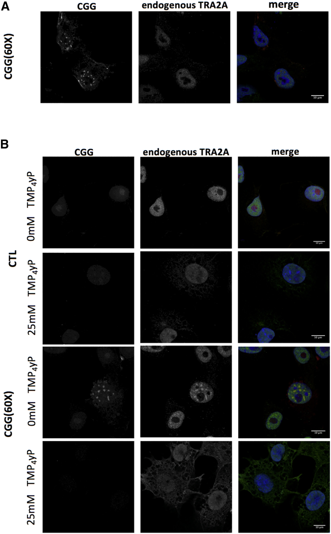 Figure 5