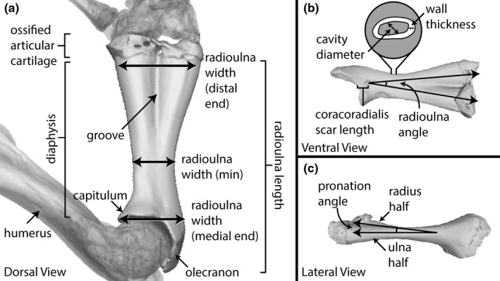 FIGURE 2