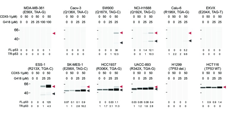 Figure 6.