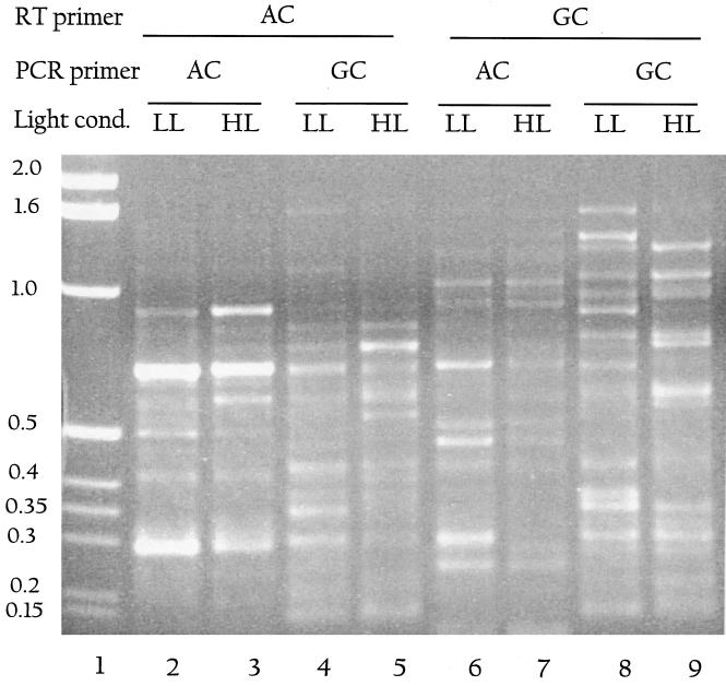 FIG. 6