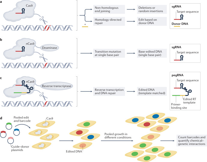 Box 2 CRISPR–Cas9 applications at residue-level resolution