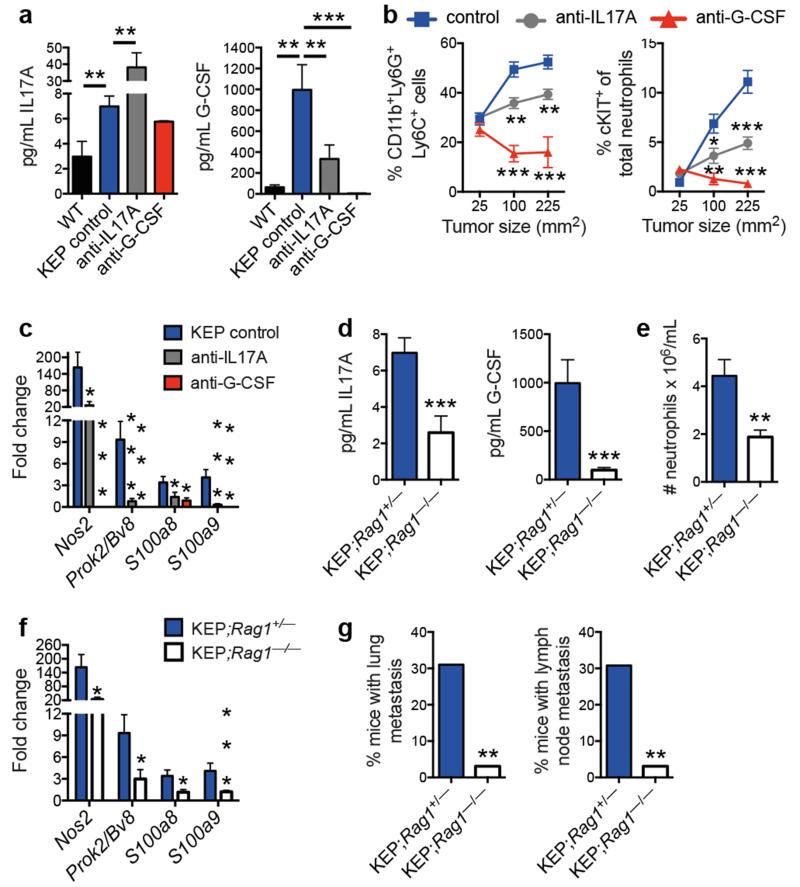 IL17-producing γδ T cells and neutrophils conspire to promote breast ...