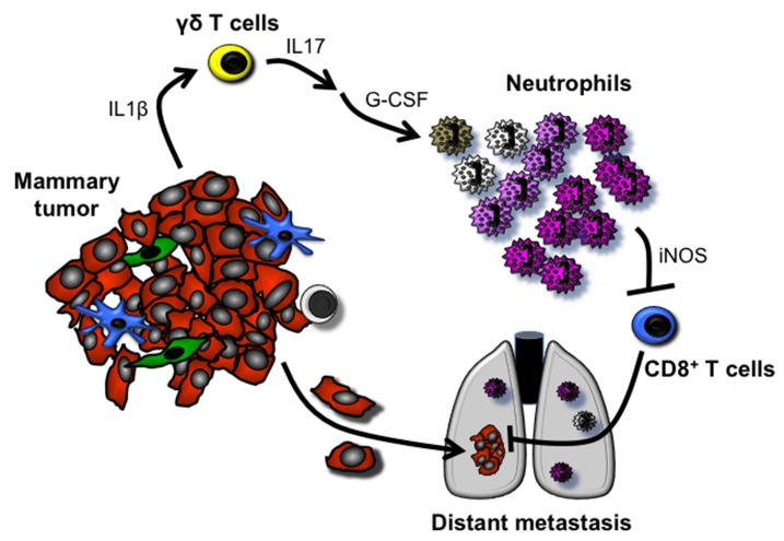 IL17-producing γδ T cells and neutrophils conspire to promote breast ...