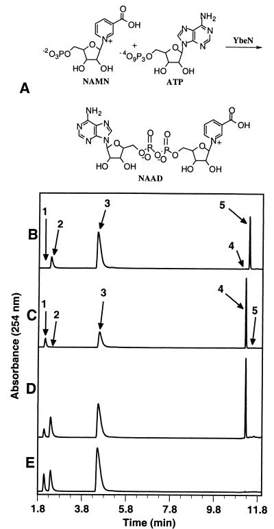 FIG. 1