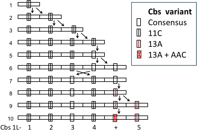 Appendix 1—figure 2.