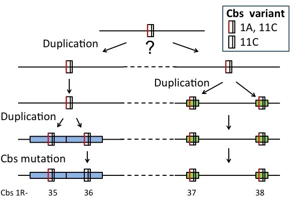 Appendix 1—figure 4.