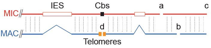 Figure 1—figure supplement 1.