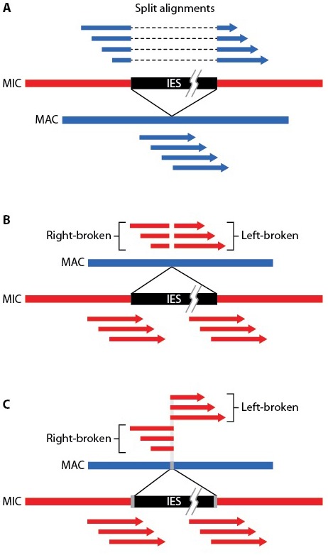 Figure 5—figure supplement 1.