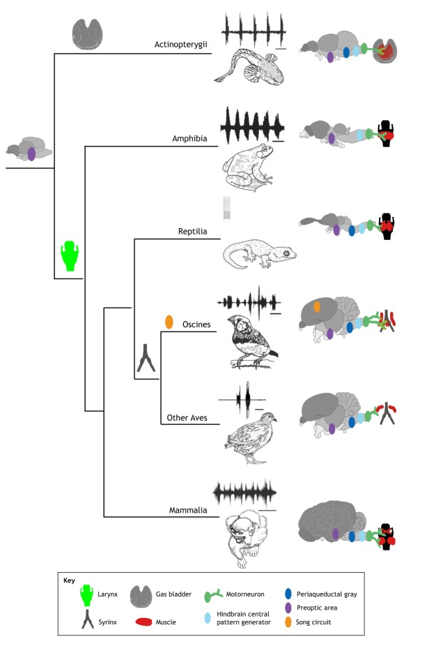 Box 1. Origins of evolutionary innovations and diversity in neural circuits and behaviours