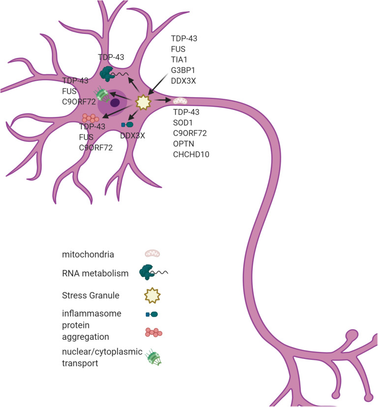 FIGURE 1