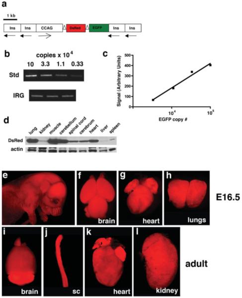 FIG. 1