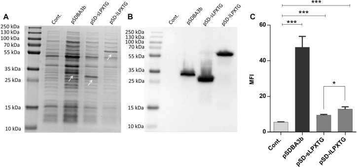 FIGURE 1