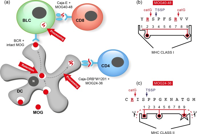 Figure 11