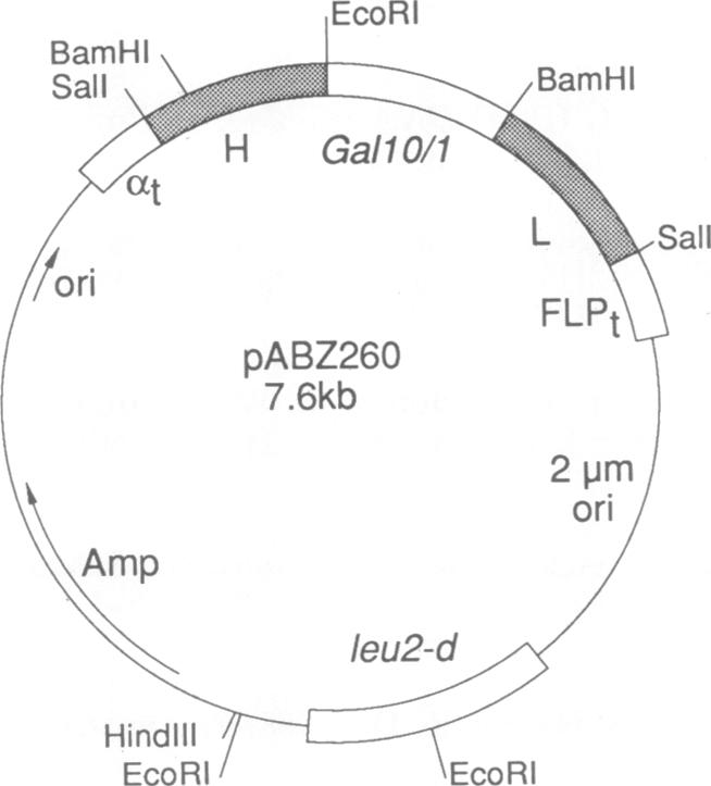 graphic file with name pnas01069-0514-a.jpg