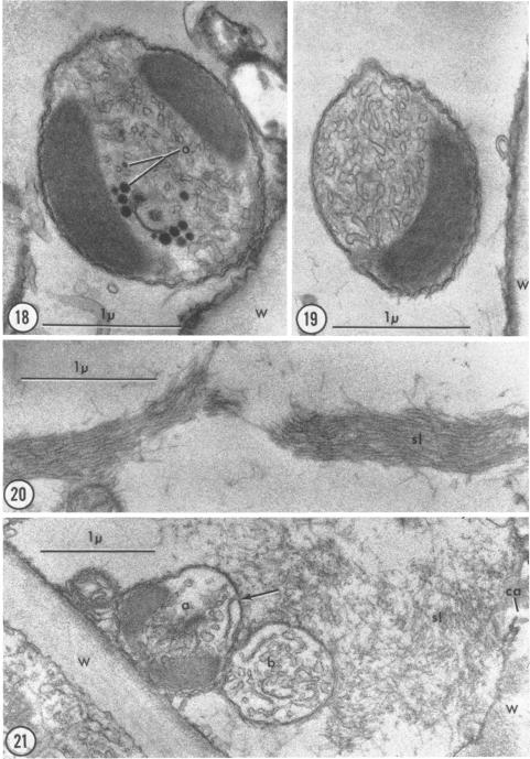 graphic file with name pnas00160-0102-a.jpg