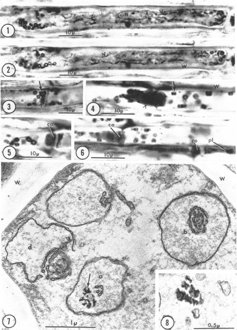 graphic file with name pnas00160-0097-a.jpg