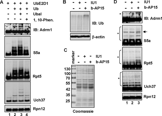 FIGURE 5: