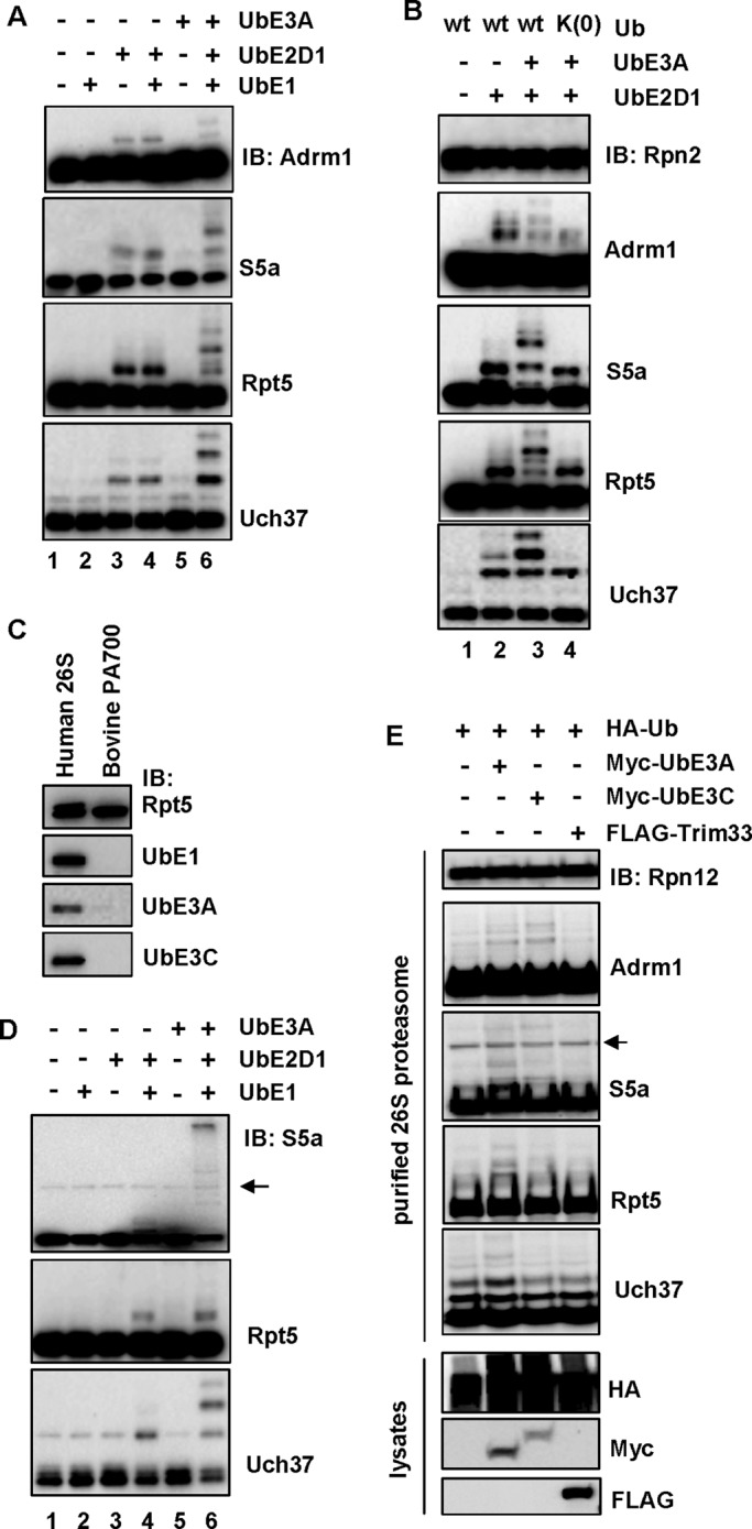 FIGURE 3: