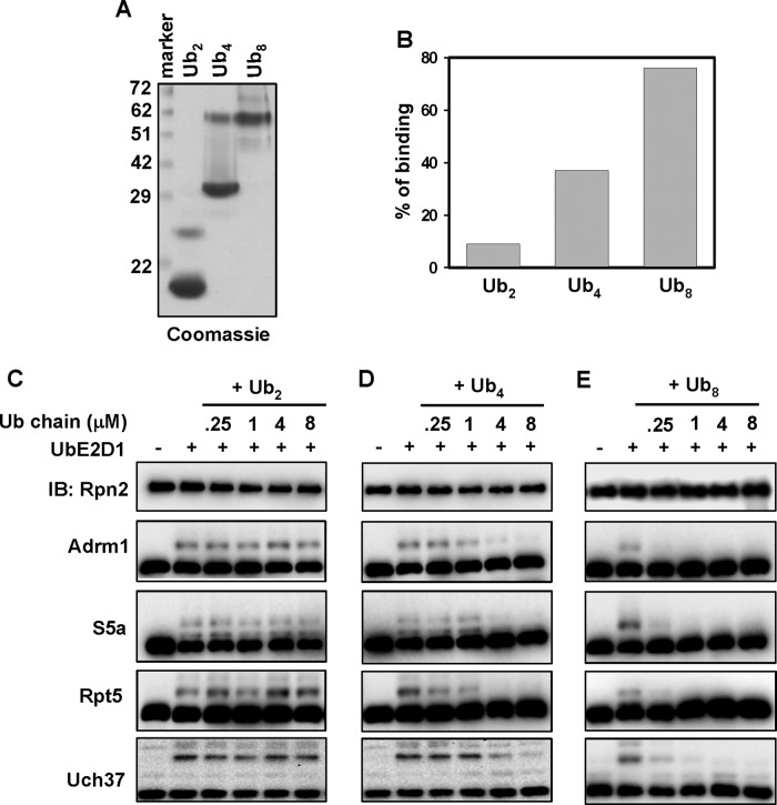 FIGURE 6: