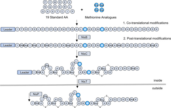 Scheme 1