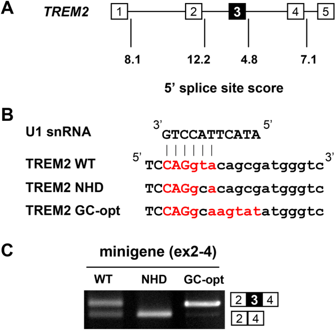 Figure 4