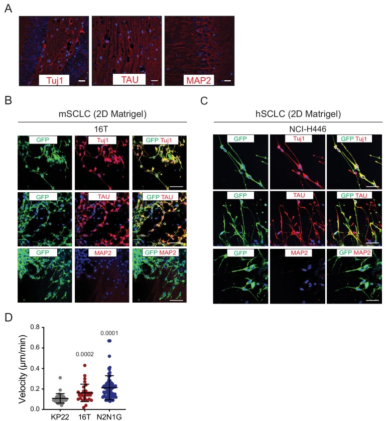 Figure 2—figure supplement 1.