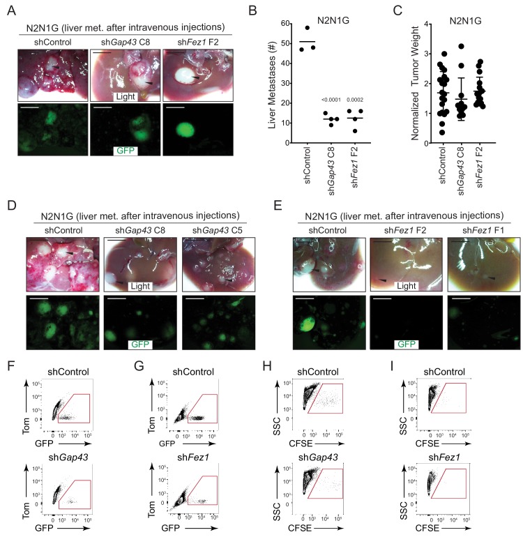 Figure 4—figure supplement 2.