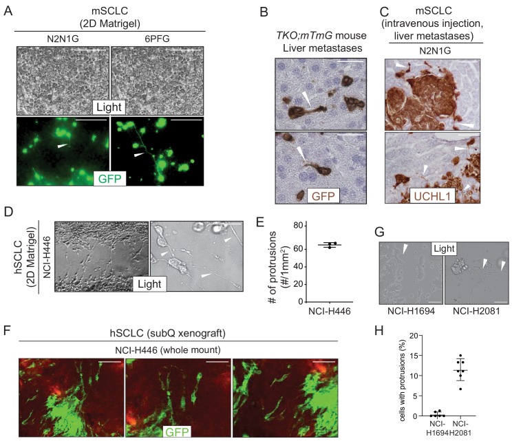 Figure 1—figure supplement 1.