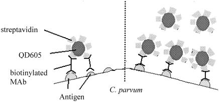 FIG. 7.