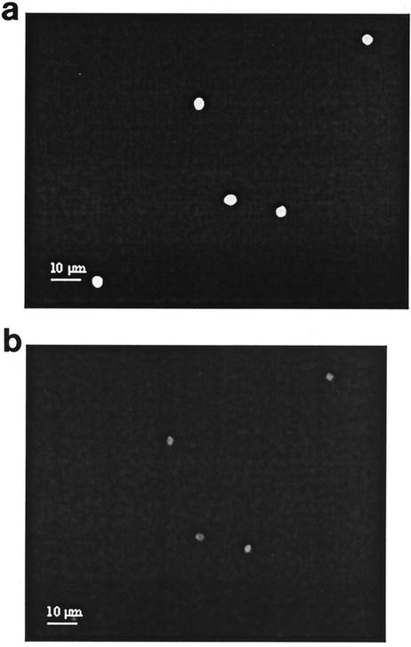 FIG. 5.