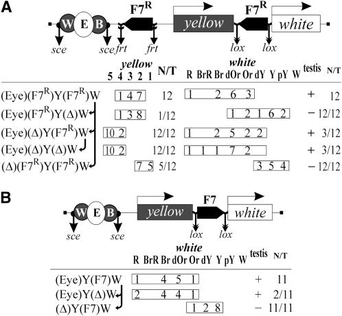 Figure 3.—