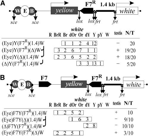 Figure 4.—