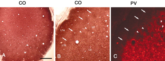 Fig. 10.