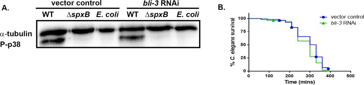 Fig 7