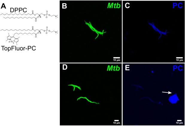 Figure 5—figure supplement 1.