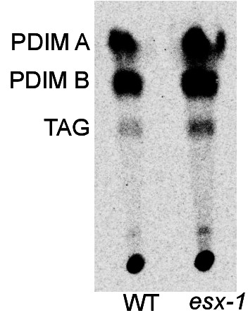 Figure 4—figure supplement 1.