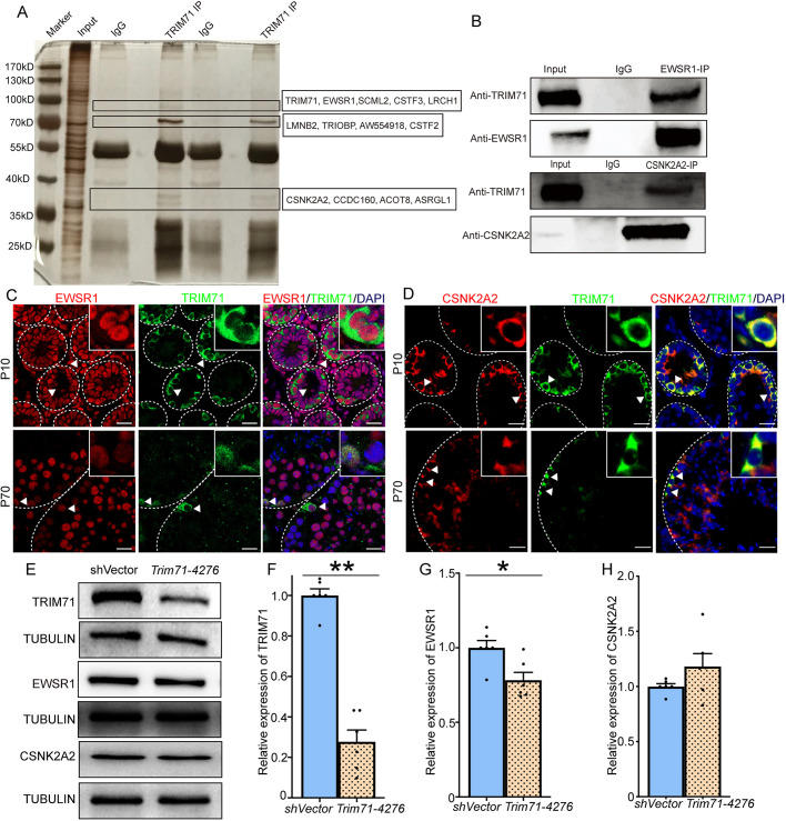 Fig. 6. EWSR1 is a protein-binding partner of TRIM71 in mouse testes. (A) Silver staining of proteins isolated from TRIM71 IP of P10 testis lysate and identified by MS. (B) Enrichment of TRIM71 in EWSR1 and CSNK2A2 IP using P10 mouse testes. (C,D) Co-immunofluorescence of TRIM71 and EWSR1 (C) or CSNK2A2 (D) in cryostat sections from P10 and adult testes. (E-H) Western blot (E) and quantification of relative expression levels of TRIM71 (F), EWSR1 (G) and CSNK2A2 (H) after TRIM71 knockdown by shRNA treatment. Data in F-H are mean±s.e.m. for three different primary cultures and two separate knockdowns. *P<0.05, **P<0.01 (Student's t-test). Scale bars: 20 μm.