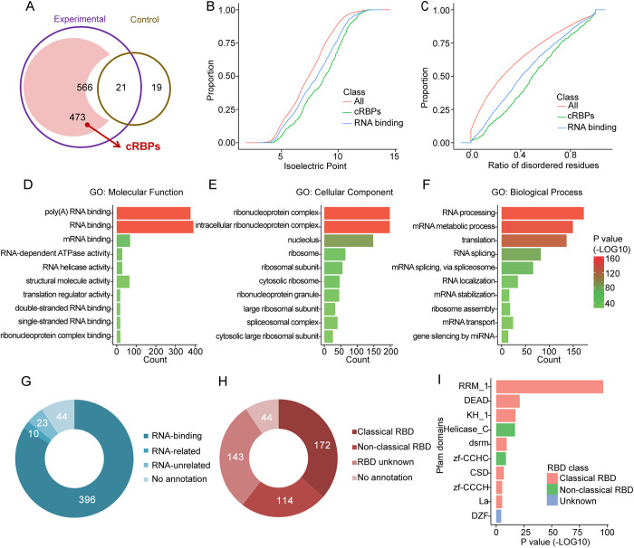 Fig. 2. Characteristics of mRBPome-captured proteins in undifferentiated spermatogonia. (A) Venn diagram of oligo(dT)-captured proteins identified by mass spectrometry analysis in the UV-crosslinked (experimental) versus non-UV-crosslinked (control) samples (587 total candidates were obtained from three independent experiments, data are presented in Fig. 1E). After removing the 21 proteins that were also detected in control, 473 captured RBPs (cRBPs) were present in at least two biological replicates. (B,C) Distribution of isoelectric point and disordered residues among total proteins (magenta), undifferentiated spermatogonial mRBPome-captured proteins (blue) and known RBPs (green). (D-F) Significantly enriched Gene Ontology (GO) terms for mRBPome-captured proteins based on molecular processes (D), cellular components (E) and biological processes (F). (G,H) Classification of mRBPome-captured proteins according to the GO annotations of RNA-associated functions (G) and predefined domains (H). (I) Top ten enriched Pfam domains among mRBPome-captured proteins.