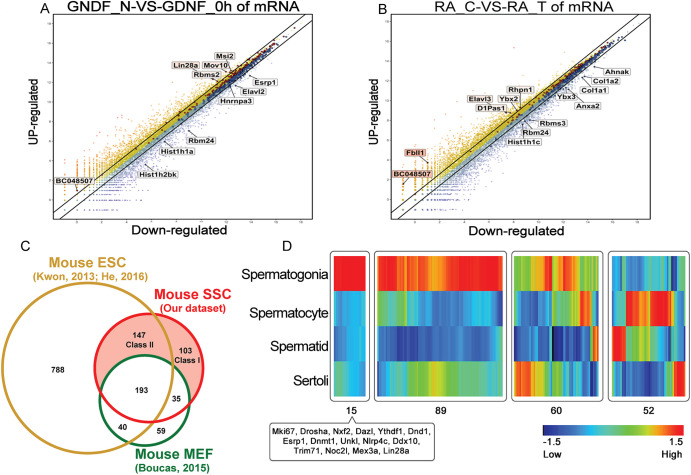 Fig. 3. Expression profiles of mRBPome-captured proteins in undifferentiated spermatogonia. (A,B) Scatter plots of gene expression for candidate RBPs in undifferentiated spermatogonia in response to GDNF (A) or RA (B) signaling as measured by microarray analysis (taken from Wang et al., 2017). Each dot represents individual gene identifiers with upregulated genes shown in yellow/red and downregulated genes shown in blue. (C) Venn diagram comparing undifferentiated spermatogonial mRBPome-captured proteins (labeled as SSC here) with mRBPome-captured proteins in MEFs (taken from Boucas et al., 2015) and mouse ESCs (Kwon et al., 2013; He et al., 2016). (D) Heatmap depiction of gene expression levels for candidate undifferentiated spermatogonia mRBPome-captured proteins in different mouse testicular cell types.